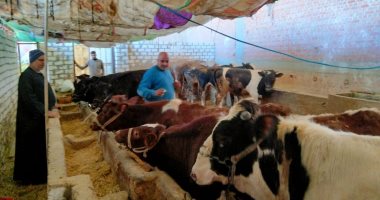 تحصين 230 ألف رأس ماشية ضد الحمى القلاعية والوادى المتصدع بكفر الشيخ  