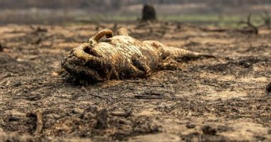دراسة: الحرائق فى منطقة بانتانال البرازيلية تسببت فى نفوق 17 مليون حيوان