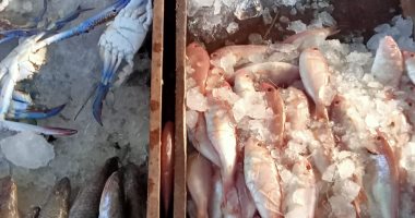 أسعار أنواع الأسماك المختلفة في سوق الجملة اليوم 