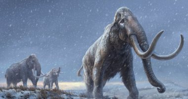 عمرها 200 ألف عام.. أوبزرفر: اكتشاف بقايا 5 حيوانات ماموث في إنجلترا "صور"