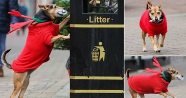 قدوة للبشر.. كلبة تنظف الشوارع البريطانية مرتدية سترة عيد الميلاد.. فيديو وصور
