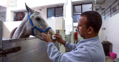 "بروك" أقدم مستشفى بيطرى خيرى لعلاج الحمير والخيول فى مصر