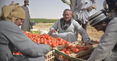 حصاد محصول الطماطم فى مزارع جنوب الأقصر × 13 صورة