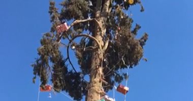 شاهد أقدم شجرة‏ كريسماس فى أسيوط عمرها 97 عاما فى كنيسة سانت تريز.. فيديو