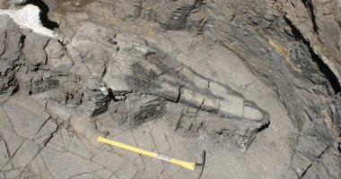اكتشاف جمجمة زاحف بحرى عملاق عاش قبل 200 مليون عام