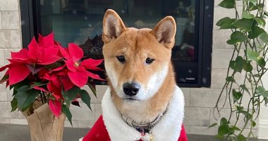 ‏"سانتا فلوكى".. كلب إيلون ماسك يرفع قيمة عملة مشفرة 3500%.. اعرف التفاصيل