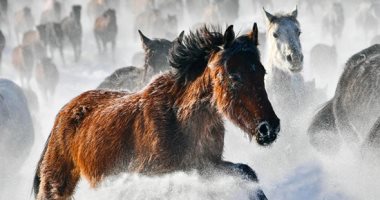 الحصان الصينى يتحدى الجليد.. الخيول البرية تتسابق على الجبال والسهول الثلجية 