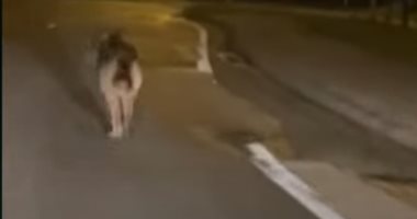 ذئب يتجول فى شوارع مدينة بلجيكية فى حدث نادر.. فيديو