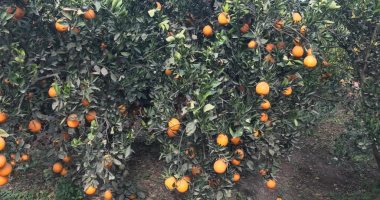البرتقال البلدي من  2 إلى 3 جنيهات فى سوق الجملة .. تعرف على أسعار الفاكهة