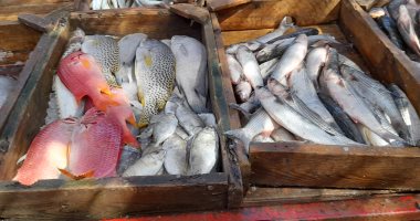 استقرار أسعار الأسماك في الأسواق اليوم ..  تعرف عليها
