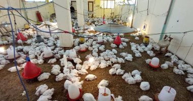 مدارس شمال سيناء منتجة.. مشروع لإنتاج 2000 دجاجة بمدرسة الشهيد بكير بالعريش