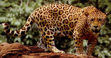 إطلاق سراح نمر جاكوار فى الأرجنتين لإنقاذ الأنواع المهددة بالانقراض