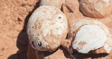 اكتشاف 5 بيضات متحجرة لنوع غير معروف من الديناصورات آكلة اللحوم فى البرازيل