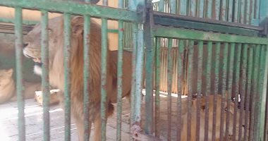 بث مباشر.. الأسد عنتر وصديقتاه "نوسة وعبلة" تخطف الأنظار فى حديقة الحيوان بكفر الشيخ