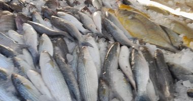السمك المبطرخ بـ 70 جنيها فى سوق الأسماك بمحافظة بورسعيد.. لايف وصور