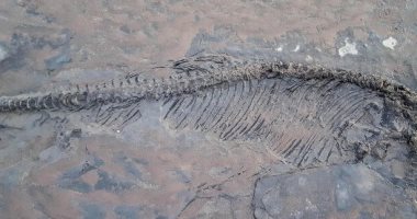 اكتشاف أكبر هيكل عظمى تام في بريطانيا لـ"تنين البحر" عمره نحو 180 مليون سنة