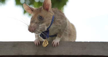 صاحب ميدالية ذهبية .. نفوق الفأر"ماجاوا" بعد إنقاذه آلاف من الأرواح البشرية