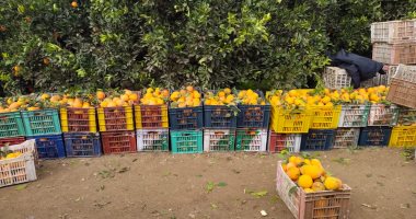 انطلاق موسم حصاد البرتقال بالقليوبية لطرحه بالسوق المحلى والتصدير.. لايف