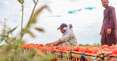 عمال مزارع الأقصر يواصلون حصاد محصول الطماطم الأهم بعد قصب السكر بالجنوب