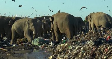 الأفيال تغزو مكبات النفايات في سريلانكا بحثا عن الغذاء.. فيديو 