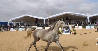 10 صور ترصد تألق الجياد في ملتقى جمال الحصان العربي بالعاشر من رمضان 