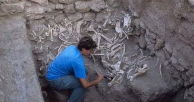 العثور على أقدم الحيوانات الهجينة المهندسة بشريًا في بلاد ما بين النهرين