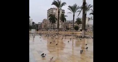 الحمام تحت الأمطار.. تجمع مئات الحمام فى ميدان الشهداء بمحافظة بورسعيد.. لايف