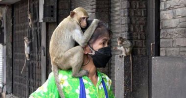 عصابات القرود فى تايلاند تهاجم المواطنين بسبب الجوع
