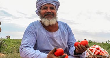 شاهد فرحة حصاد محصول الطماطم بمزارع إسنا بالأقصر.. فى 15 صورة