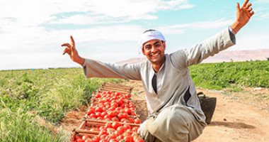 بشاير الخير على أرض الأقصر.. حصاد محصول الطماطم 