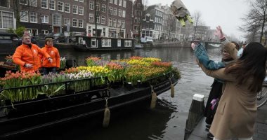 قارب يوزع زهور التوليب مجاناً في أمستردام احتفالاً ببدء موسمها.. صور