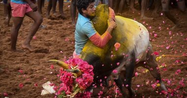رغم انتشار كورونا أوميكرون.. مهرجان ترويض الثيران الهندي يشهد حضورا كثيفا