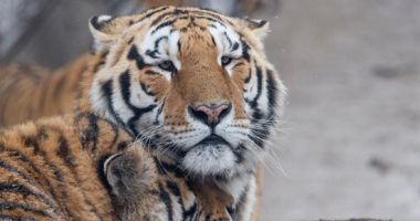 إغلاق حديقة حيوان فى دالاس الأمريكية بعد هروب "نمر غائم"