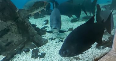 ماذا تعرف عن أخطر سمكة فى العالم؟ مدير متحف الأحياء البحرية يجيب.. فيديو