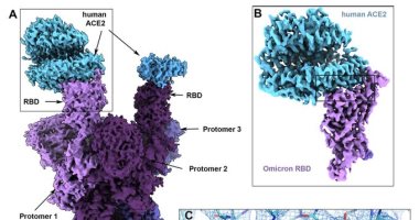 علماء يكشفون عن أول تحليل جزيئى لبروتين "سبايك" فى متحور أوميكرون.. صور