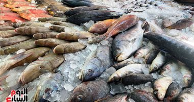 شعبة الأسماك: استقرار أسعار السمك فى الأسواق بعد تحرك طفيف