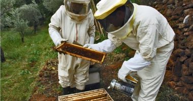 اختفاء بعض طوائف النحل يثير القلق في المغرب.. "ظاهرة غير مسبوقة"
