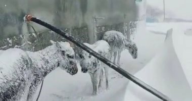لحقوهم فى آخر لحظة.. إنقاذ حيوانات متجمدة بسبب العاصفة الثلجية بتركيا "فيديو"