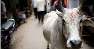 الأبقار تحد مقدس قبل انتخابات الهند.. منعت ذبحها فزاد عددها وهاجمت الناس