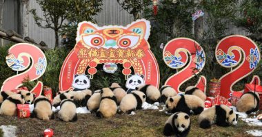 الصين تستقبل السنة القمرية بقطيع من صغار الباندا العملاقة