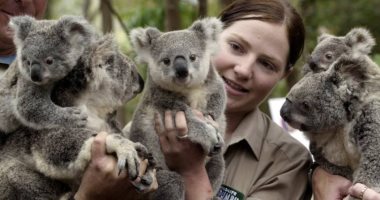 أشهر رموز الدولة.. أستراليا تخصص 35 مليون دولار لحماية الكوالا من الانقراض