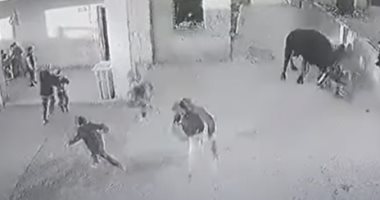 مشهد يحبس الأنفاس.. ثور هائج يقتحم مدرسة فى مدينة البصرة العراقية.. فيديو