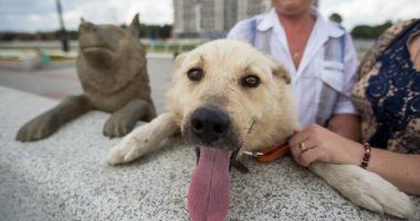 وفاة الكلب دروجوك بطل فيضان روسيا عام 2013.. صور