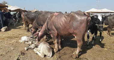 حظر نقل رؤوس الماشية خارج محافظة أسوان لمدة شهر