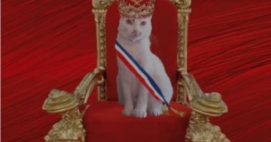Le chat « Mimchit » est candidat à la présidentielle en France.  Je connais l’histoire « Vidéo »