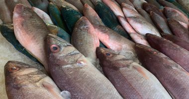 استقرار أسعار الأسماك فى مصر اليوم الجمعة