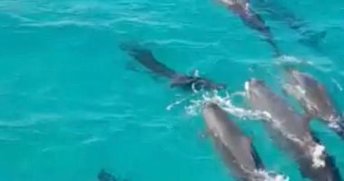 تفاصيل ظهور الدولفين "القاتل الكاذب" بشواطئ جنوب الغردقة..لايف
