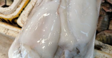 لو شوفتها بحبرها مش هتاكلها.. السيبيا تُزين محال الأسماك ببورسعيد..لايف وصور