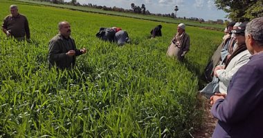 حقول إرشادية ومتابعة الزراعات للتأكد من خلو القمح من الأمراض بكفر الشيخ