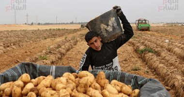 "الزراعة" تعلن تصدير مليون و56 ألف طن بطاطس منذ بداية العام 